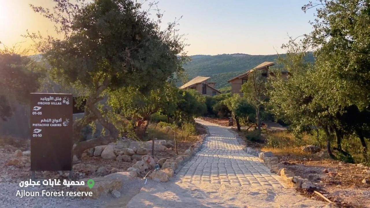 فندق محمية غابة عجلون جرش المظهر الخارجي الصورة